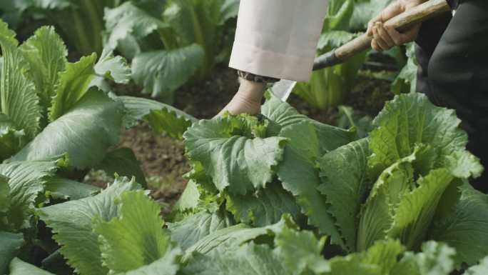 白菜基地采摘新鲜白菜