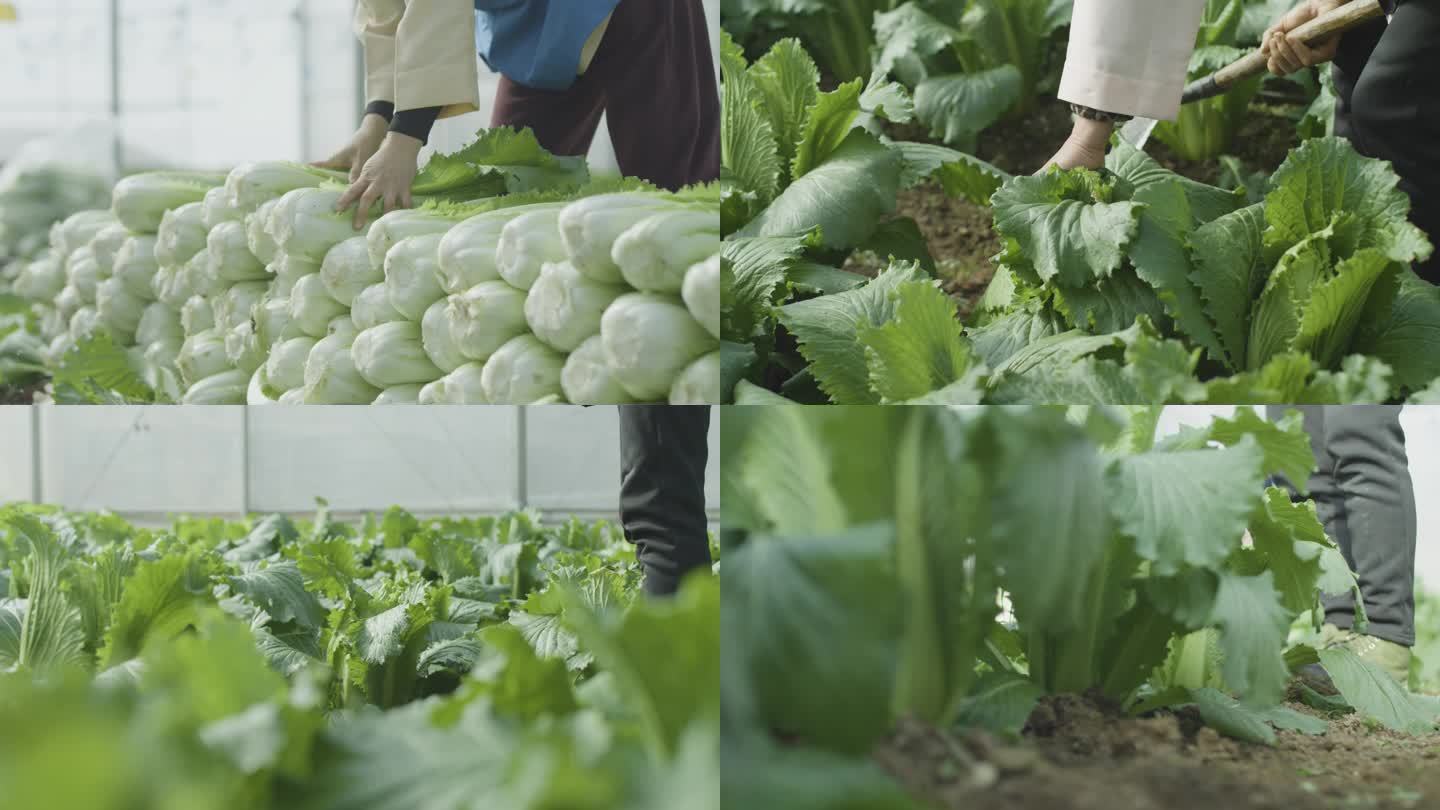 白菜基地采摘新鲜白菜