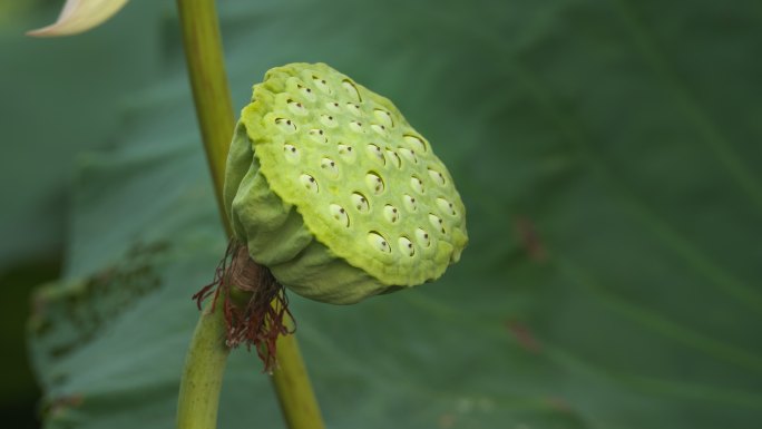 莲蓬莲子莲藕荷叶荷花特写