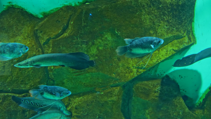 鱼 鱼群 海洋馆 水族馆 海洋生物