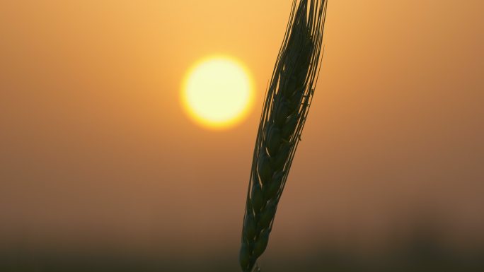 乡村田野太阳夕阳小麦穗麦芒