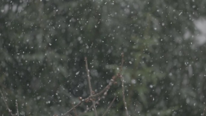 美丽的冬季雪景。迷人的冬天在森林里，雪落在树上。降雪背景下的松树枝。雪花飘落的慢动作冬季景观。