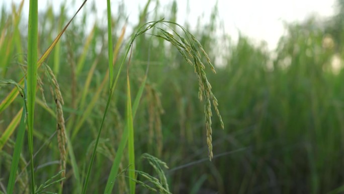 田地里的水稻，是全世界人民从粮食短缺中所需要的食物