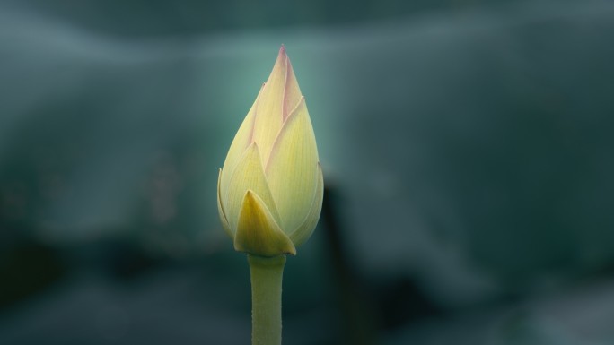 阴天下雨中含苞待放的荷花蕾