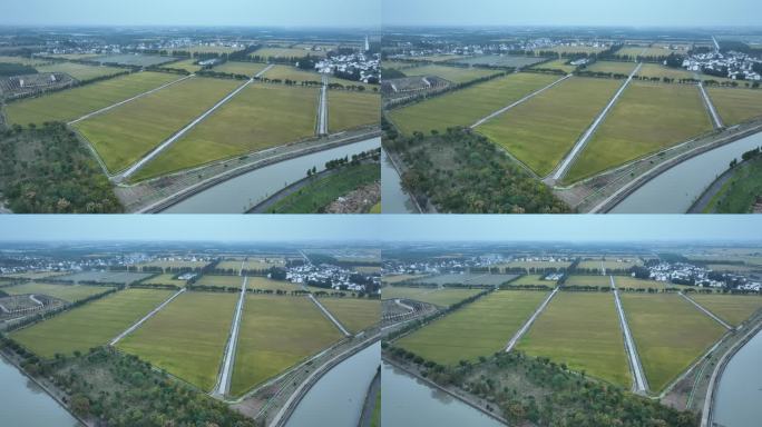 上海农村 农田 水稻 种植 松江农田