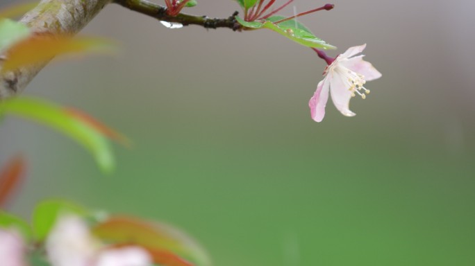 垂丝海棠 绿叶 细雨 5