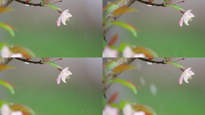 垂丝海棠 绿叶 细雨 5