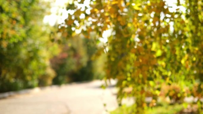 散焦的彩色秋天落叶。美丽的白桦树，在秋天的森林里有黄色的叶子。金色的树叶飘落。公园里的金秋树。高品质