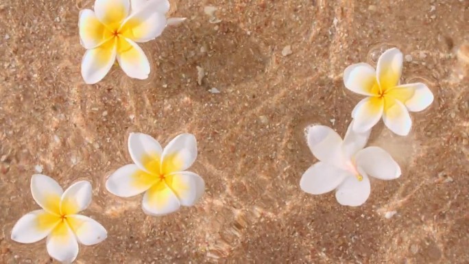 白色的金花鸡蛋花在水面上落下水滴，在热带沙滩上荡漾。水飞溅。纯净的水反射阳光和阴影。