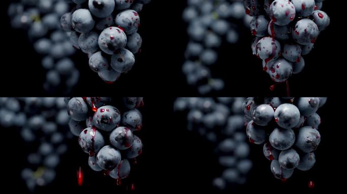 一串黑葡萄上光滑的圆浆果，红色的汁液从上面滴下来，慢镜头特写。