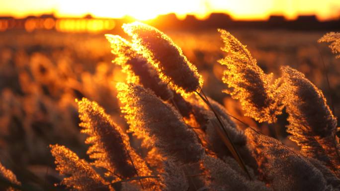 夕阳芦苇荡 风吹芦苇 芦苇