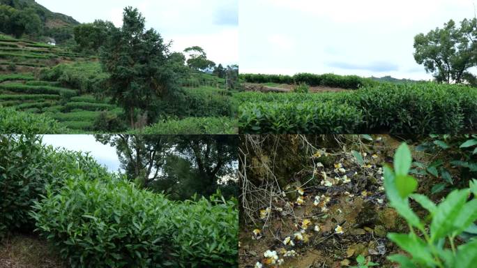 福建福鼎山上茶园的茶叶和树木