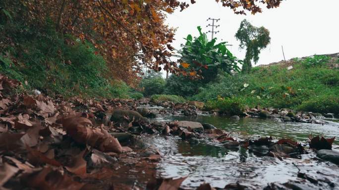 秋天路边的梧桐树与潺潺的溪流
