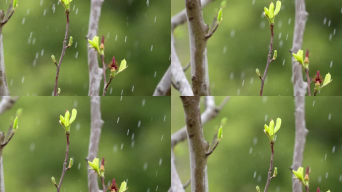 胡桃 嫩芽 细雨 7