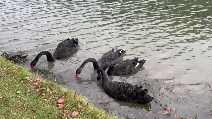 湖中的黑天鹅在岸边进食