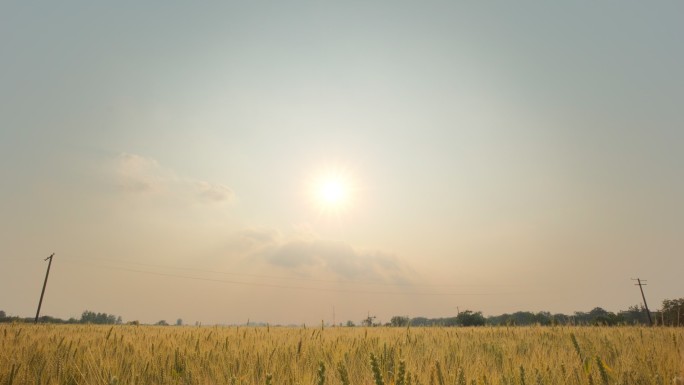 田野金黄色小麦穗麦芒太阳夕阳