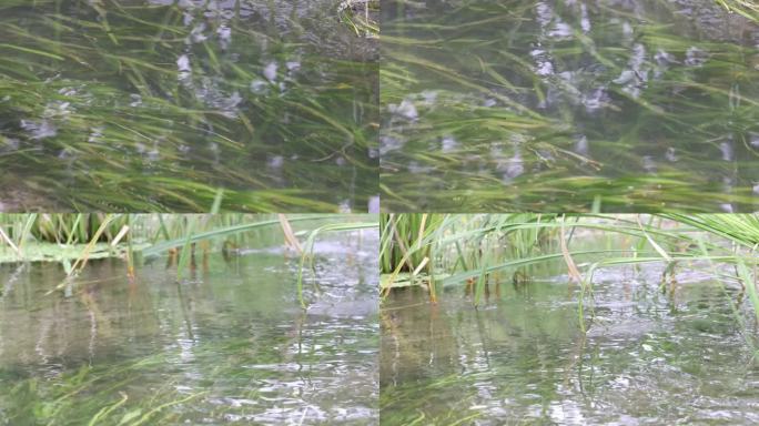 拍摄小溪流水与水草
