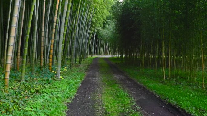 鲜绿竹林竹林竹子普照绿色秋天氧吧树林清新