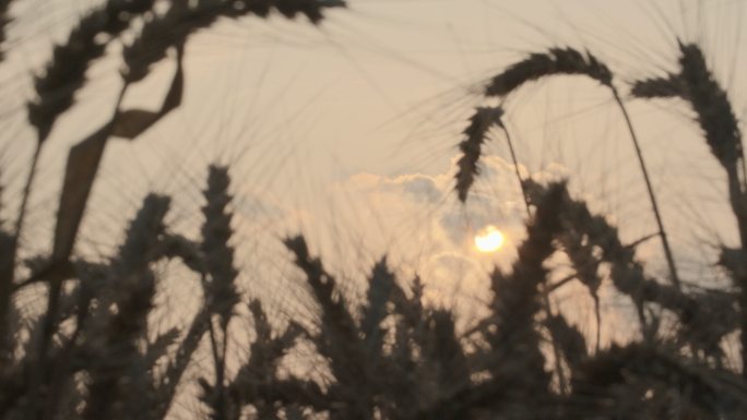 夕阳下田野里成熟小麦穗剪影