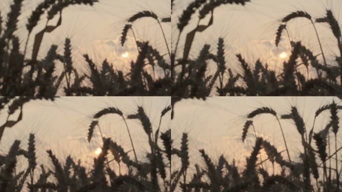 夕阳下田野里成熟小麦穗剪影