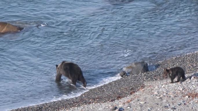 一只棕熊妈妈和她的小棕熊沿着北海道知子半岛的海岸散步。