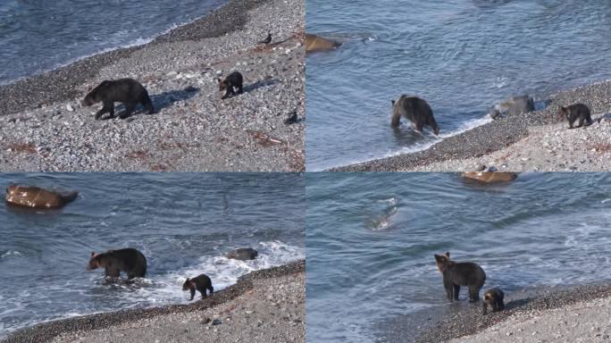 一只棕熊妈妈和她的小棕熊沿着北海道知子半岛的海岸散步。