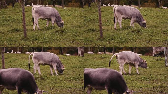 瑞士小镇上奶牛放牧的草地风景。