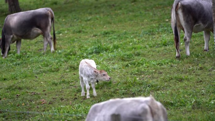 瑞士小镇草地上的小牛风景优美。