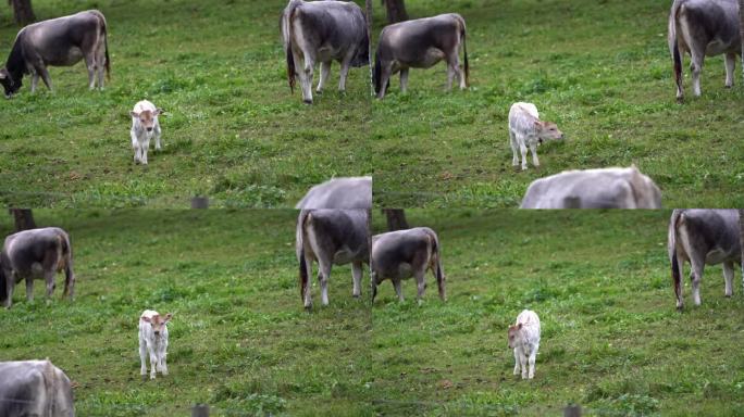 瑞士小镇草地上的小牛风景优美。