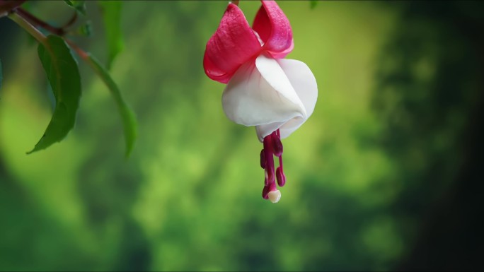 延时拍摄 灯笼花  倒挂金钟 红白双色