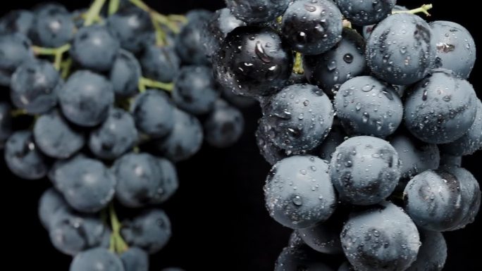 大而圆的黑葡萄浆果覆盖着水滴，在黑色的背景上旋转。特写镜头。