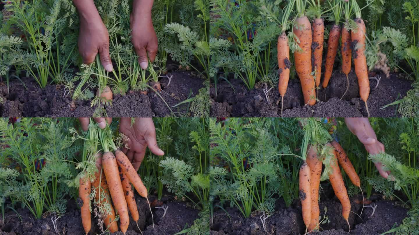 慢动作裁剪视图。黑人农民正在用手把新鲜的胡萝卜拔出来