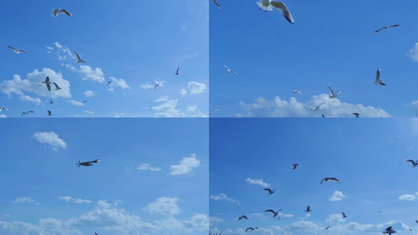 海鸥在蓝天下自由飞翔