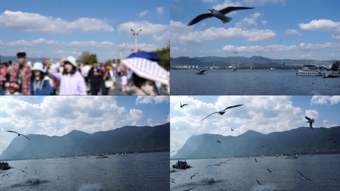 看海鸥的青年海鸥在飞翔