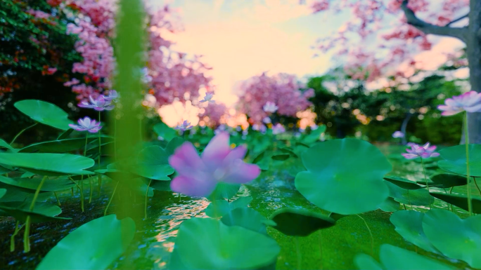 小楼花雨落园林荷塘古风风光大屏背景