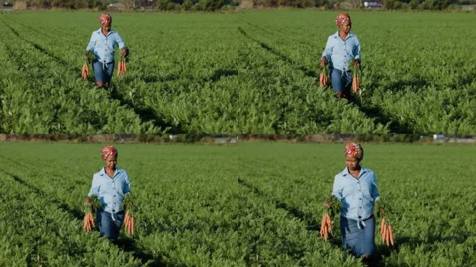 非洲黑人女农民手持一捆捆新鲜采摘的胡萝卜走在田野里。