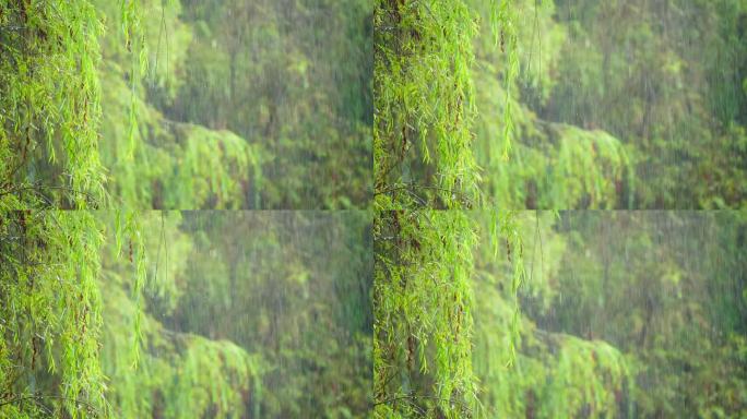 慢镜头拍摄大雨中的柳树