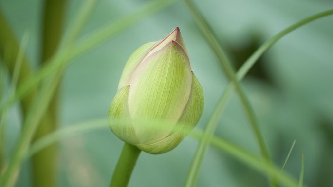 含苞待放荷花蕾花骨朵荷叶池塘