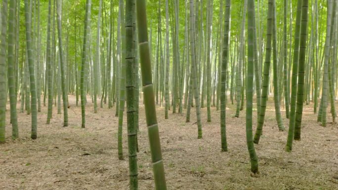 鲜绿竹林穿梭旅行枝干