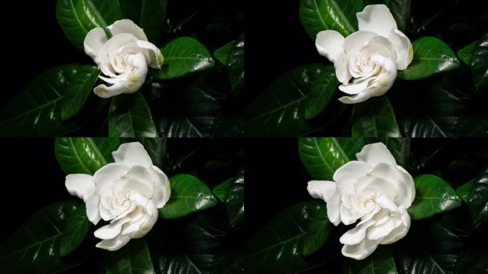 白花开放时间流逝。栀子花茉莉花或角茉莉花盛开的黑色背景在延时