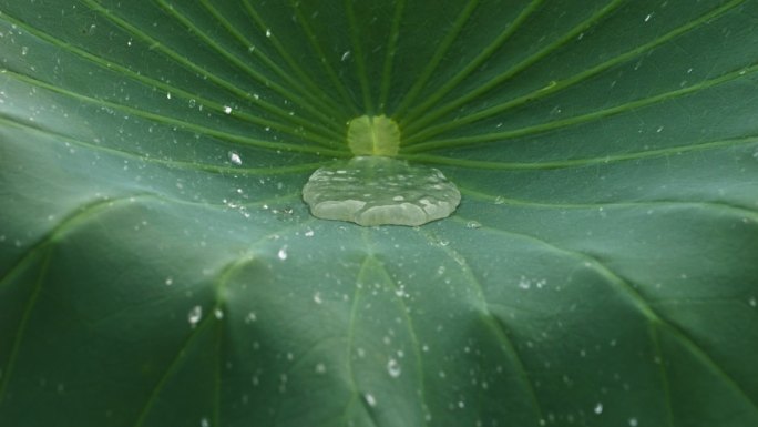 阴天下雨水滴露珠荷叶升格