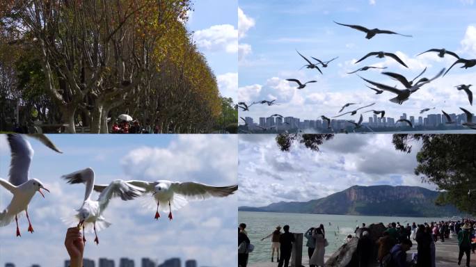 海埂公园观鸥季节