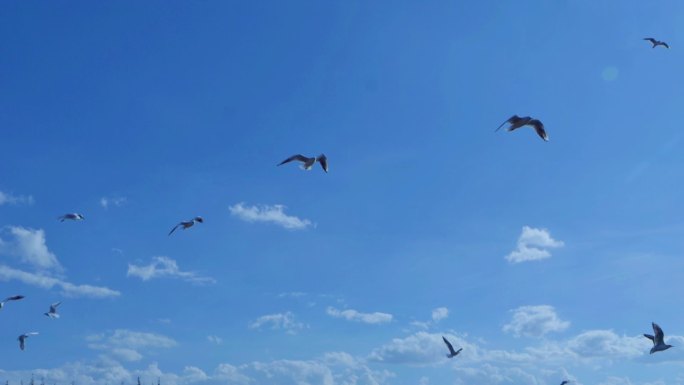阳光下蓝天白云飞翔的海鸥