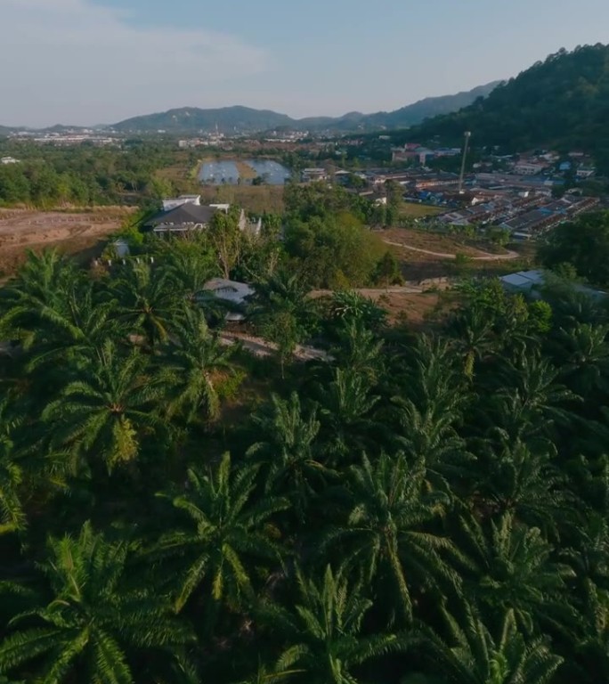 垂直视频。飞越茂密的绿色棕榈树山俯冲下坡郊区