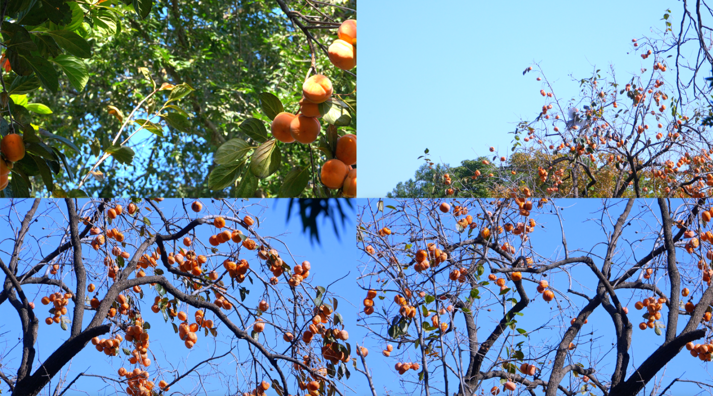 秋天结满果实的柿子树4k
