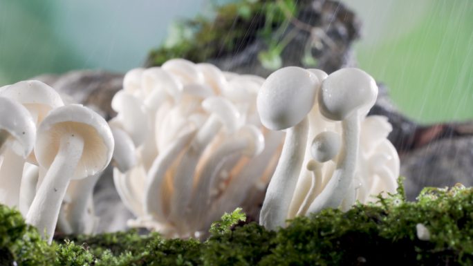 新鲜白玉菇蘑菇 鲜美菌类