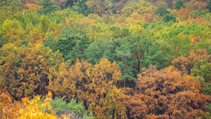 秋天的森林里有五颜六色的树叶。自然秋季景观背景