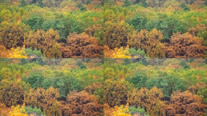 秋天的森林里有五颜六色的树叶。自然秋季景观背景