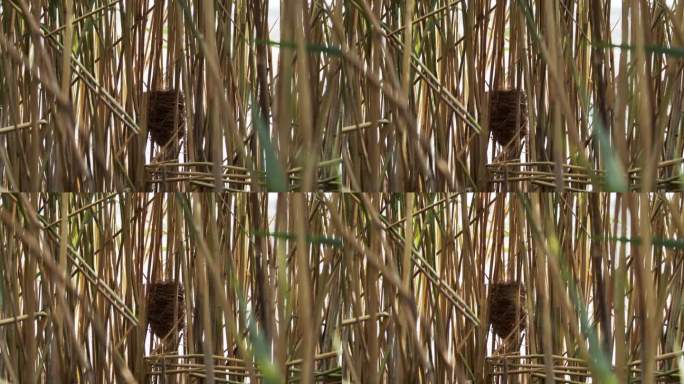大苇莺(Acrocephalus arundinaceus)在芦苇中筑巢。