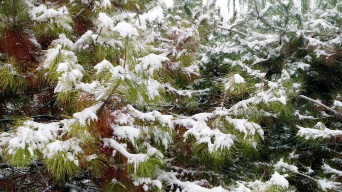 雾凇 雪 初雪 雪景